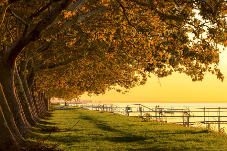 Bánkuti Letícia - Ősz