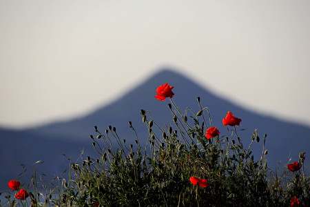 Bánkuti Letícia - Pipacs