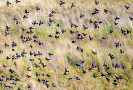 Daróczi Csaba - A horda