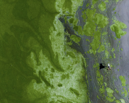 Daróczi Csaba - Algazajlás