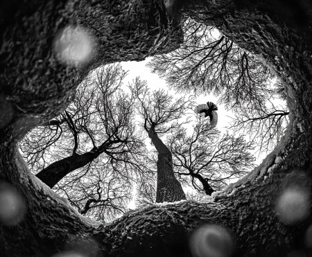 Daróczi Csaba - Az erdő állatai