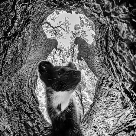 Daróczi Csaba - Nyuszt a rengetegben