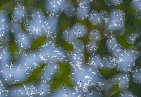 Daróczi Csaba - Rajzás