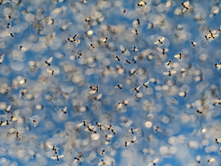 Daróczi Csaba - Rajzás