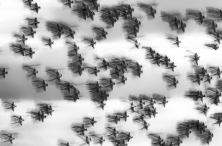 Daróczi Csaba - Seregélyek