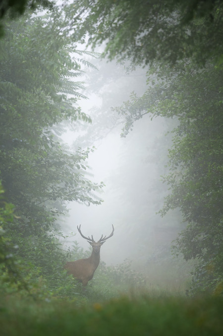 Dornics Ákos - Erdei mese
