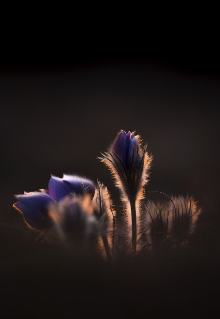 Dornics Ákos - Nap melege simogat