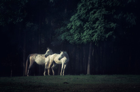 Dudás Ágnes - A fehér ló meséje