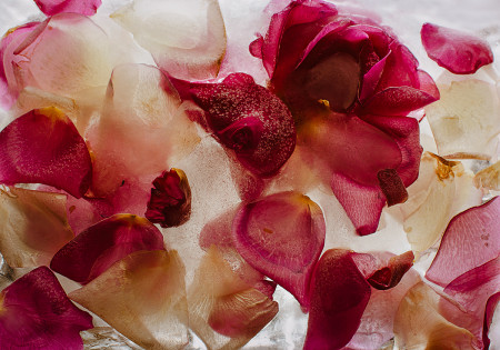 Dudás Ágnes - Fagyott kertek