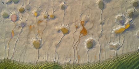 Fáth Ádám - A kiszáradt tó virágai