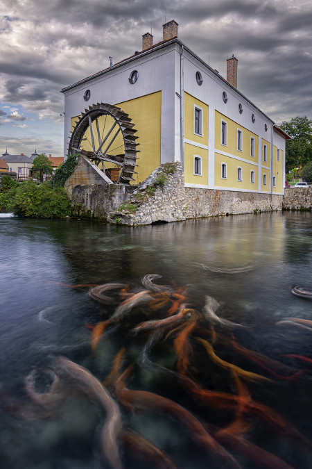 Gelencsér Zoltán - Suhanó halak