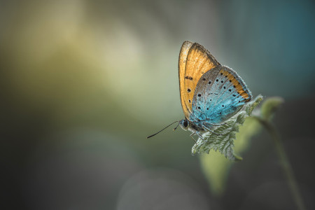 Haszonits Zoltán - Erdei fények