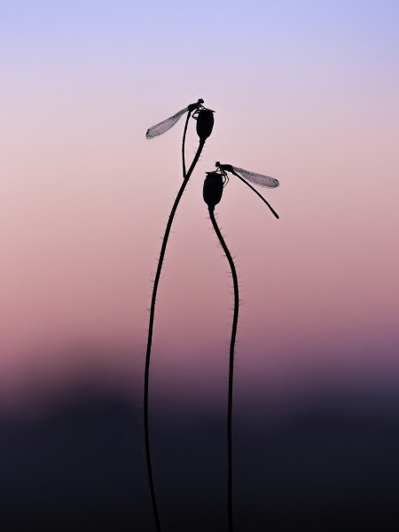 Hencz Judit - Hajnalpír