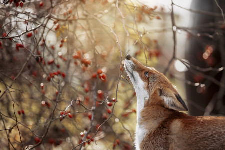 Holcmann Klaudia - Lélek