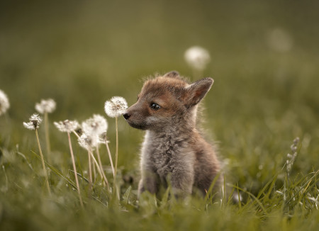 Holcmann Klaudia - Pitypang