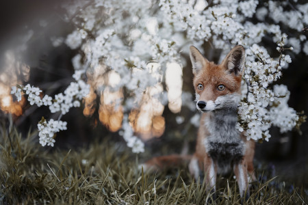 Holcmann Klaudia - Szelídség