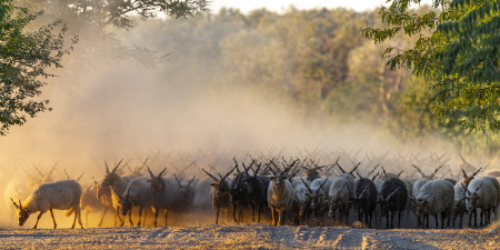 Horváth Tibor - Hazafelé tart a nyáj