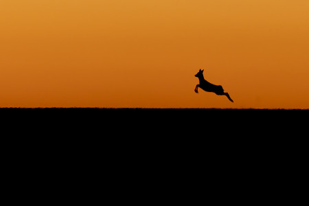 Horváth Tibor - Repülőz