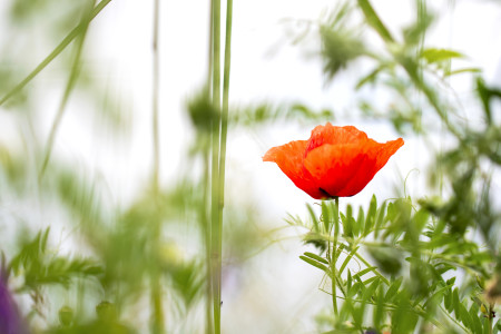 Kálovics Enikő - Egy kis piros és lila
