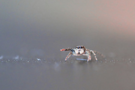 Kamicsár Attila - Arra ment