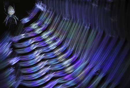 Kaszás Norbert - A szivárványháló őrzője