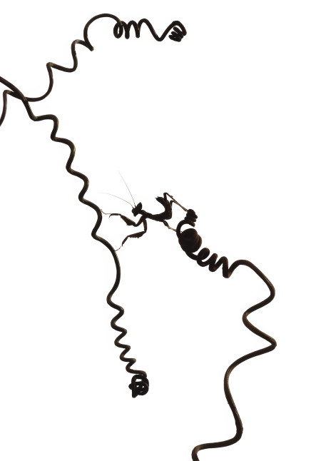 Kaszás Norbert - Kapocs