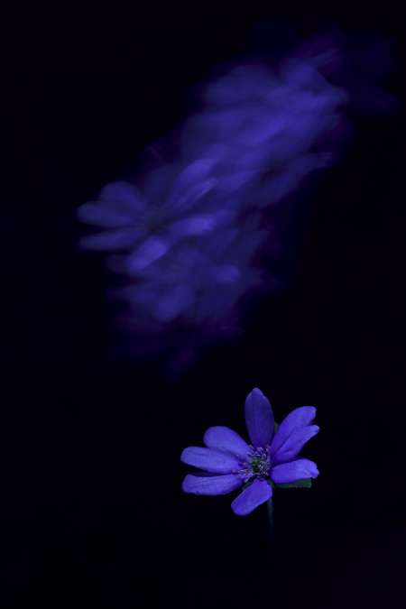 Kaszás Norbert - Lélekvándorlás