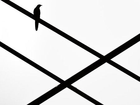 Koncz-Bisztricz Tamás - Madarak fekete fehérben