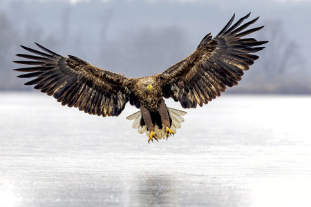 Kreiner Roland - A sas leszáll