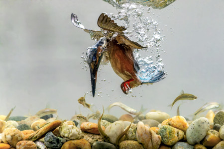 Kreiner Roland - Búvár