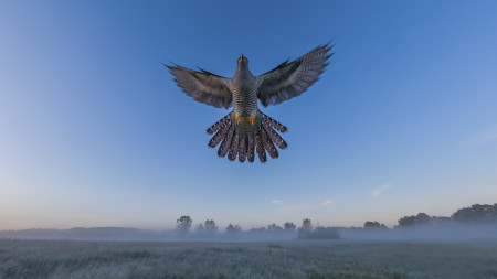Kreiner Roland - Száll a kakukk