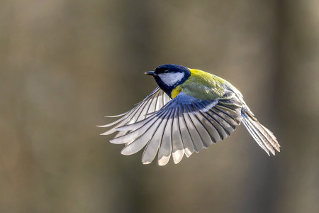 Kreiner Roland - Széncinke