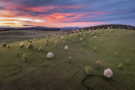 Laczkó Gergő - Tavaszi fák