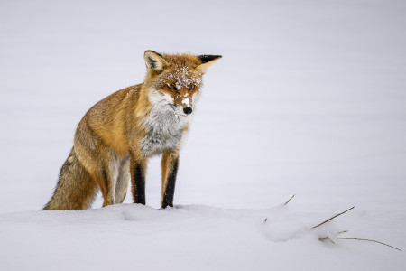 Laczkó Gergő - Vuk vadászat közben