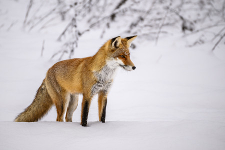 Laczkó Gergő - Vuk vadászat közben