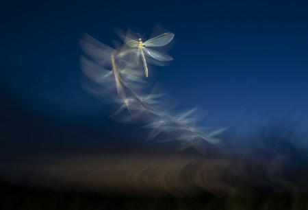 Litauszki Tibor - Hangyalesők élete