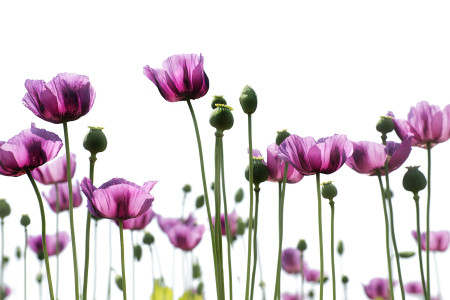 Maczky László - Mákvirág