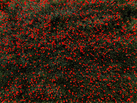 Maczky László - Pipacsok