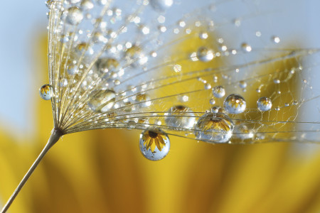 Mesteri Balázs - Virágos üveggolyók