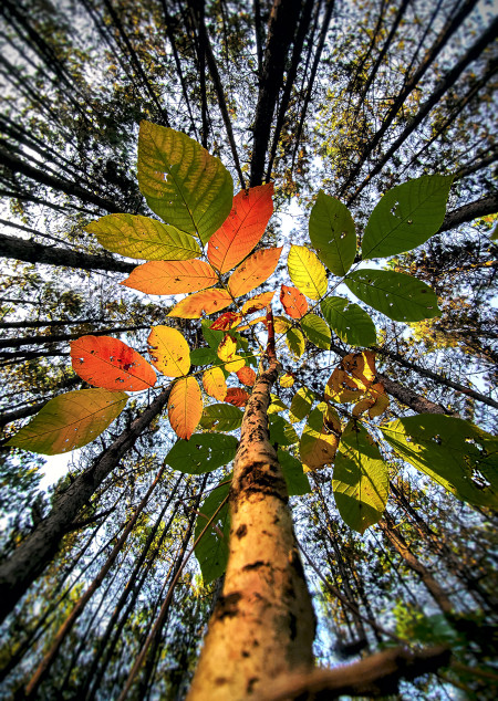 Mocsári Balázs - Magányosan a fenyvesben