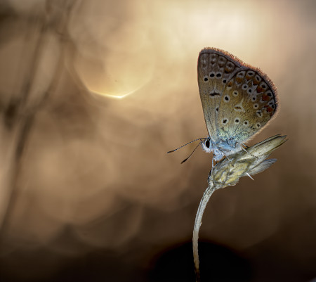 Nagy Orsolya Eszter - Hajnali sugarak