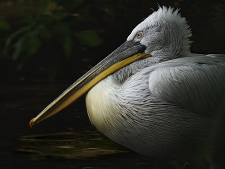 Nagy Orsolya Eszter - Tekintély