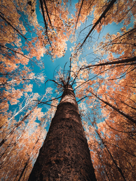 Nagy Orsolya Eszter - Őszi varázs