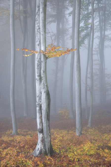 Pádár Piroska - Meseerdő