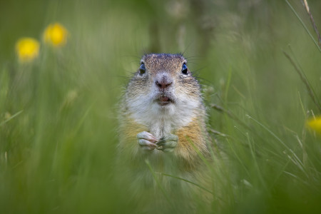 Pálfi László - Szemtől szemben