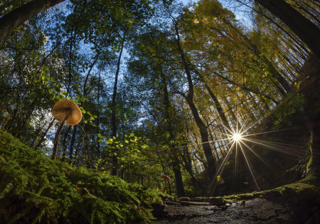 Potyó Imre - A gomba birodalma