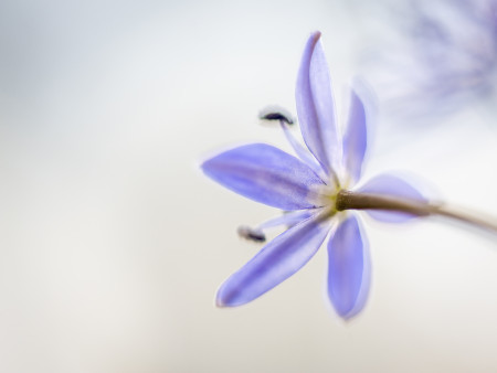 Potyó Imre - Csillagvirág