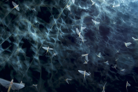 Potyó Imre - Csúcsforgalom