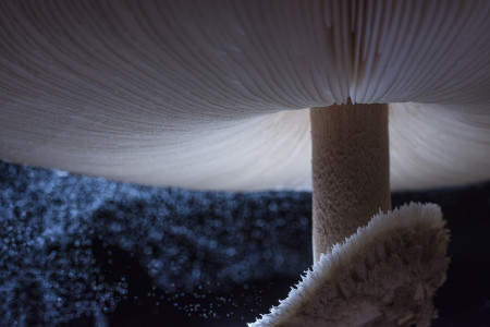 Potyó Imre - Gombaernyő