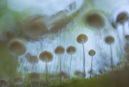 Potyó Imre - Gombasereg